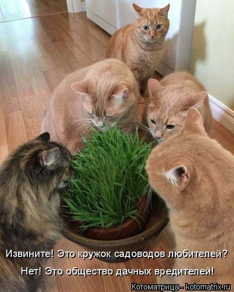 Котоматрица: Нет! Это общество дачных вредителей! Извините! Это кружок садоводов любителей?