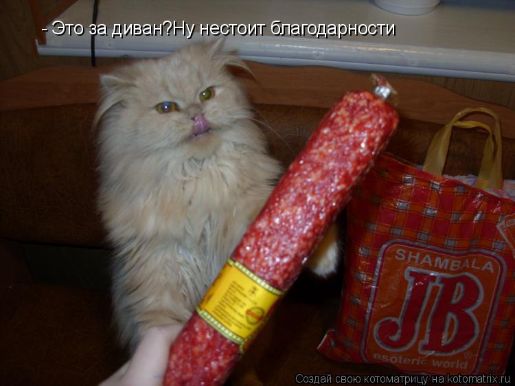 - Это за диван?Ну нестоит благодарности... Котоматрица: - Это за диван?Ну нестоит благодарности