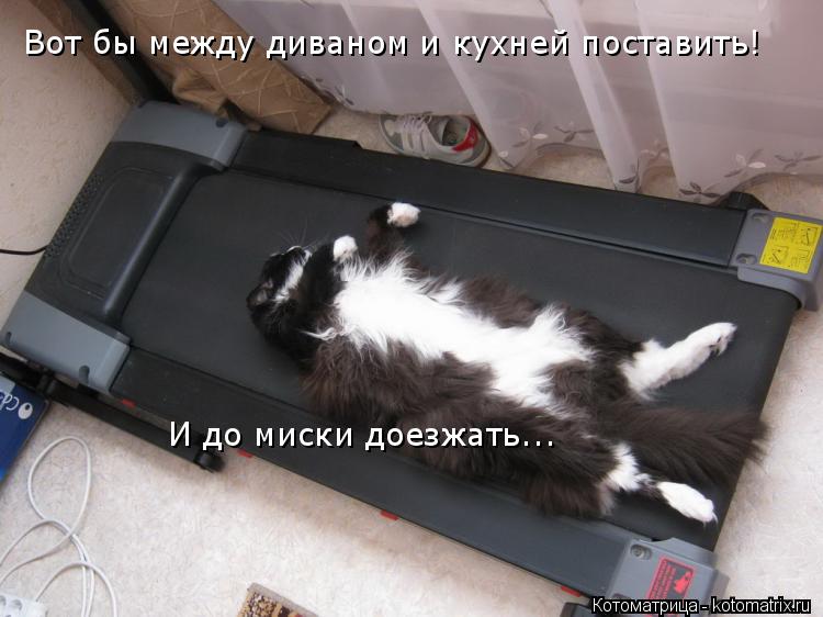 Вот бы между диваном и кухней поставить! И до миски доезжать...... Котоматрица: Вот бы между диваном и кухней поставить! И до миски доезжать...