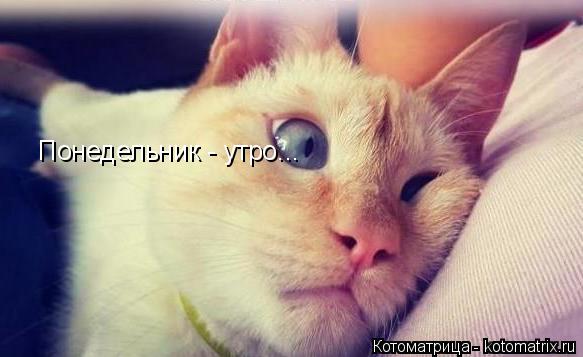 Понедельник - утро...... Котоматрица: Понедельник - утро...