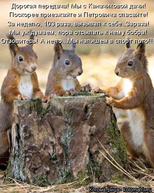 Котоматрица: Дорогая передача! Мы с Каначиковой дачи! Поскорее приезжайте и Петровича спасайте! Отзовитесь! А не то...Мы напишем в спорт лото!!! За неделю, 1