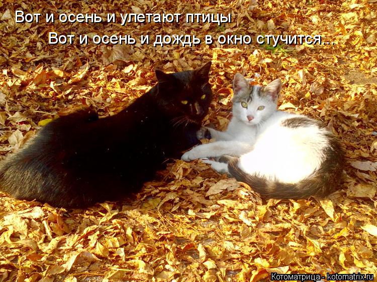 Вот и осень и улетают птицы Вот и осень и дождь в окно стучится...... Котоматрица: Вот и осень и улетают птицы Вот и осень и дождь в окно стучится...