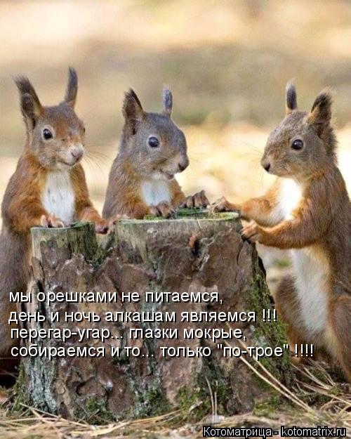 мы орешками не питаемся, день и ночь алкашам являемся !!! перегар-угар... глазки мокрые, собираемся и... Котоматрица: мы орешками не питаемся, день и ночь алкашам являемся !!! перегар-угар... глазки мокрые, собираемся и то... только "по-трое" !!!!