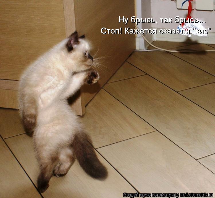 Котоматрица: Ну брысь, так брысь... Стоп! Кажется сказали "кис"