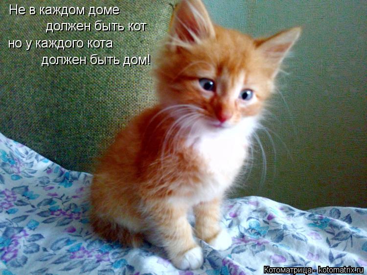 Не в каждом доме должен быть кот но у каждого кота должен быть дом!... Котоматрица: Не в каждом доме должен быть кот но у каждого кота должен быть дом!