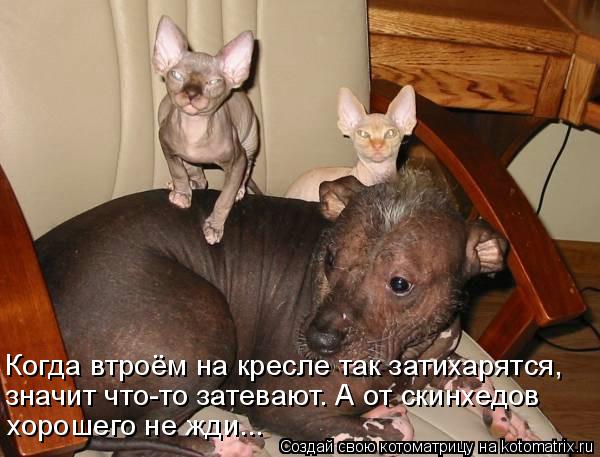 Когда втроём на кресле так затихарятся, значит что-то затевают. А от скинхедов хорошего не жди...... Котоматрица: Когда втроём на кресле так затихарятся, значит что-то затевают. А от скинхедов хорошего не жди...