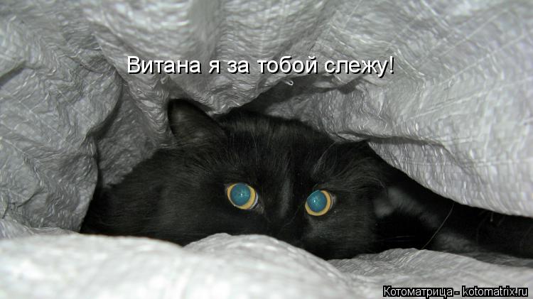 Котоматрица: Витана я за тобой слежу!