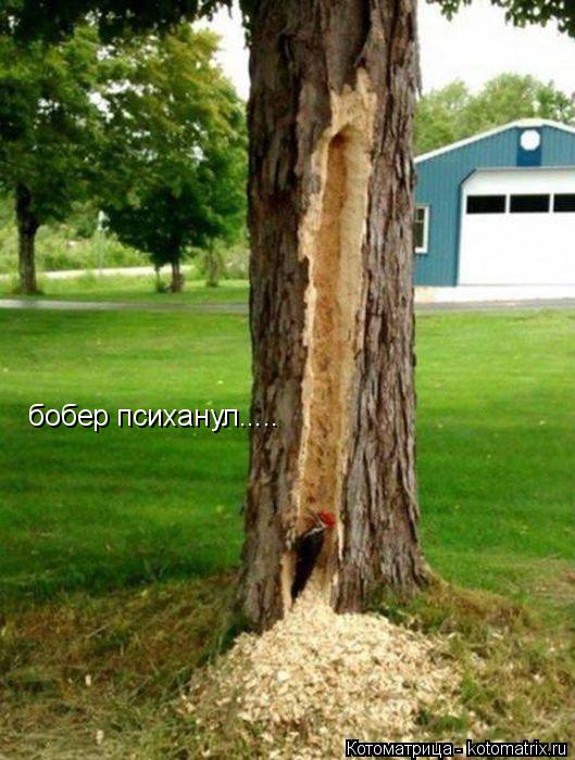 Котоматрица: бобер психанул.....