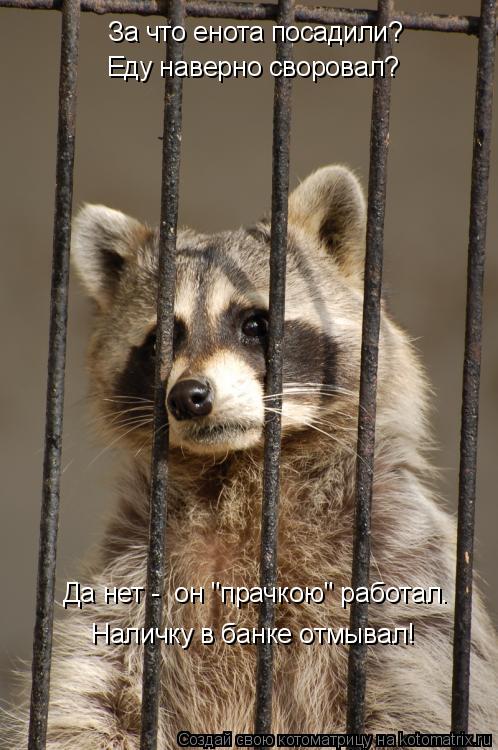 Котоматрица: За что енота посадили? Еду наверно своровал? Да нет -  он "прачкою" работал. Наличку в банке отмывал!