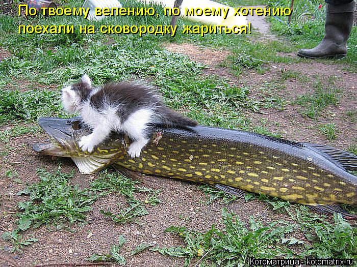 Котоматрица: По твоему велению, по моему хотению поехали на сковородку жариться!