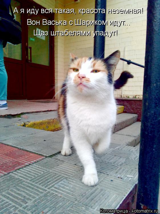 Котоматрица: Вон Васька с Шариком идут... Щаз штабелями упадут! А я иду вся такая, красота неземная!