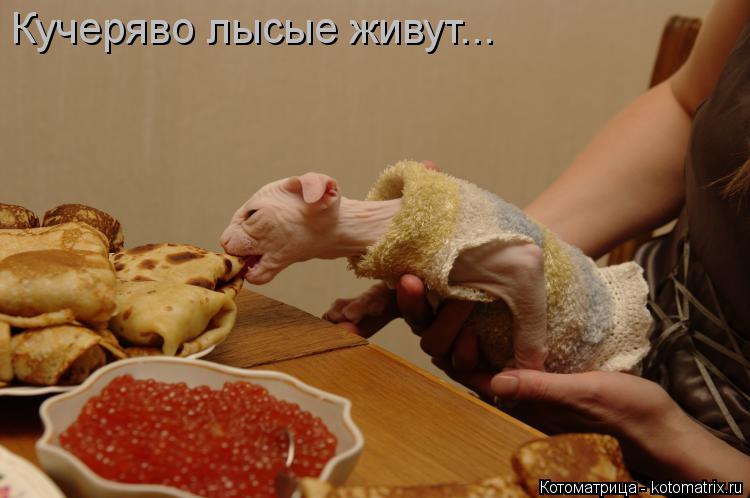 Котоматрица: Кучеряво лысые живут...