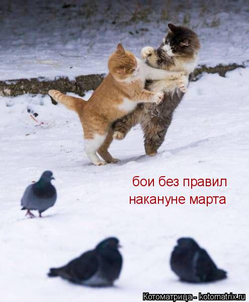 Котоматрица: бои без правил накануне марта