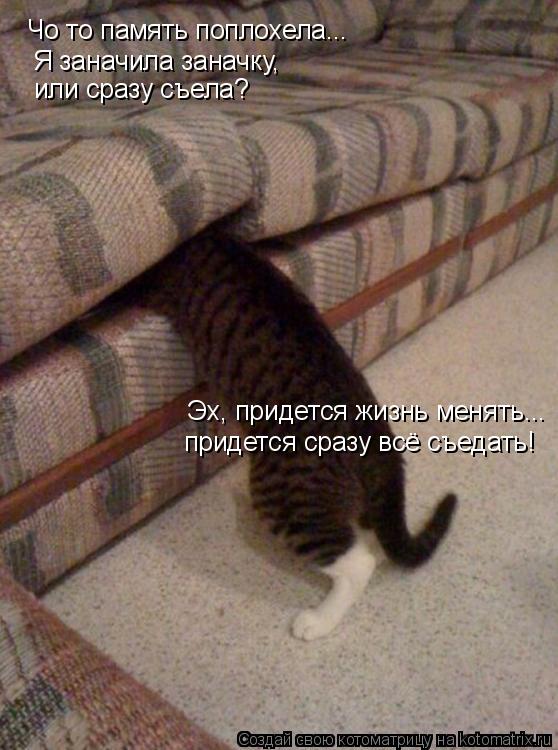 Котоматрица: Чо то память поплохела... Я заначила заначку, или сразу съела? Эх, придется жизнь менять... придется сразу всё съедать!