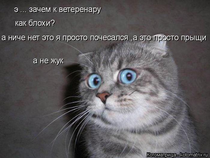 Котоматрица: э ... зачем к ветеренару как блохи? а ниче нет это я просто почесался ,а это просто прыщи  а не жук