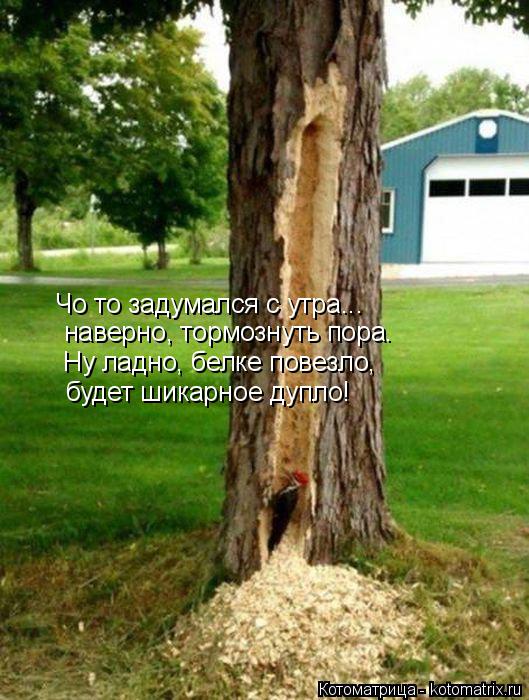 Чо то задумался с утра... наверно, тормознуть пора. Ну ладно, белке повезло, будет шикарное дупло!... Котоматрица: Чо то задумался с утра... наверно, тормознуть пора. Ну ладно, белке повезло, будет шикарное дупло!