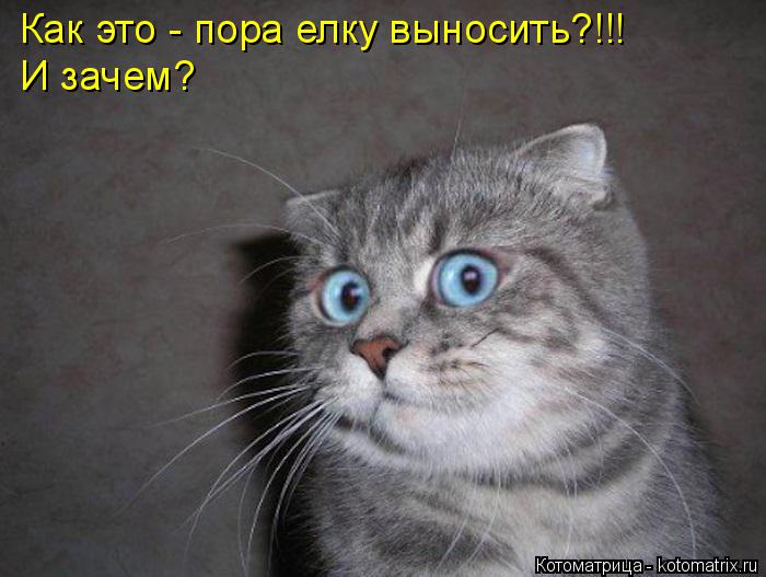 Котоматрица: Как это - пора елку выносить?!!! И зачем?