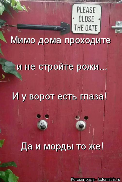 Котоматрица: И у ворот есть глаза! Да и морды то же! Мимо дома проходите и не стройте рожи...