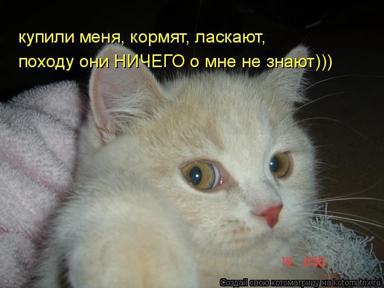 Котоматрица: купили меня, кормят, ласкают, походу они НИЧЕГО о мне не знают))) походу они НИЧЕГО о мне не знают)))
