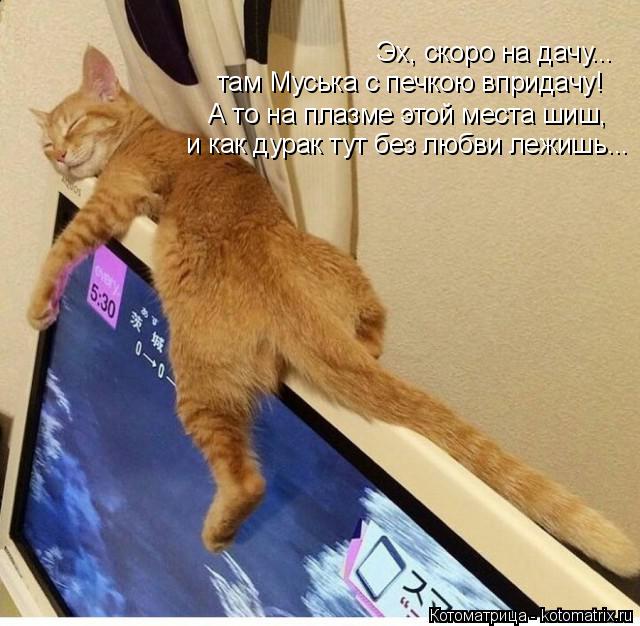Котоматрица: Эх, скоро на дачу... там Муська с печкою впридачу! А то на плазме этой места шиш, и как дурак тут без любви лежишь...