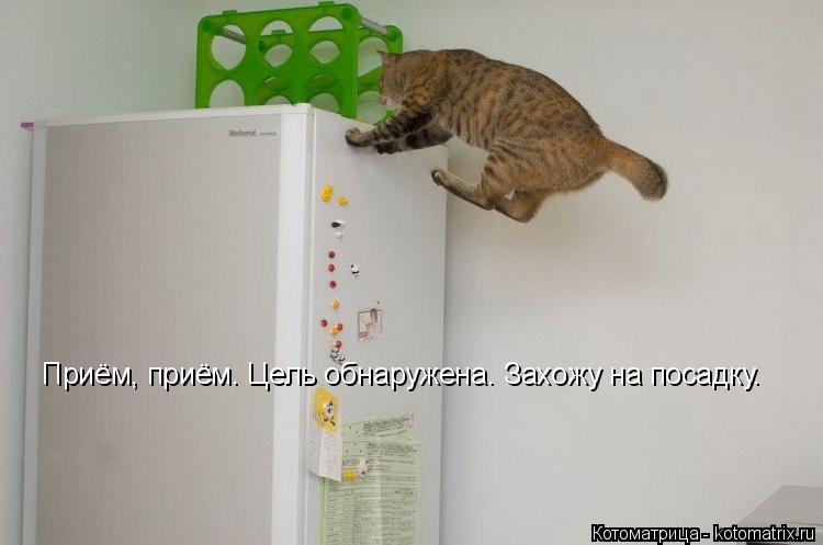 Котоматрица: Приём, приём. Цель обнаружена. Захожу на посадку.