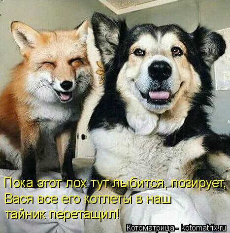 Котоматрица: Пока этот лох тут лыбится, позирует, Вася все его котлеты в наш  тайник перетащил!