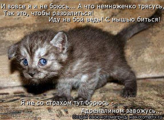 Котоматрица: И вовсе я и не боюсь... А что немножечко трясусь, Так это, чтобы разозлиться! Иду на бой ведь! С мышью биться! Адреналином завожусь... Я не со стр