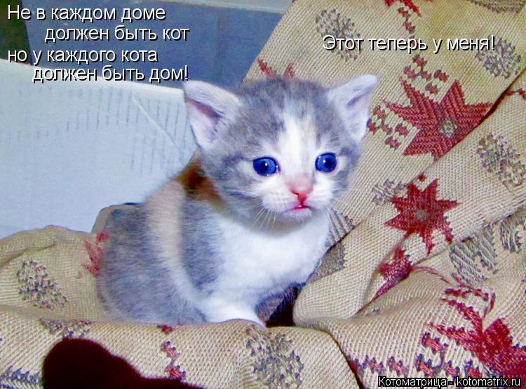 Котоматрица: Не в каждом доме  должен быть кот но у каждого кота должен быть дом! Этот теперь у меня!