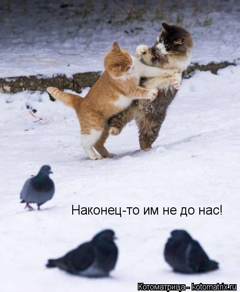 Котоматрица: Наконец-то им не до нас!