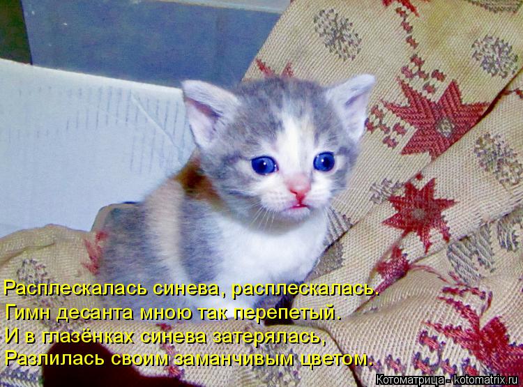 Котоматрица: Расплескалась синева, расплескалась. И в глазёнках синева затерялась, Гимн десанта мною так перепетый. Разлилась своим заманчивым цветом.