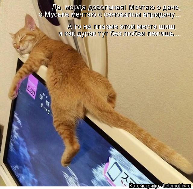 Котоматрица: Да, морда довольная! Мечтаю о даче, о Муське мечтаю с сеновалом впридачу... А то на плазме этой места шиш, и как дурак тут без любви лежишь...