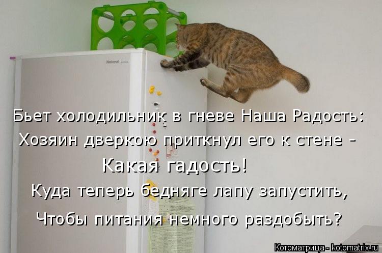 Котоматрица: Бьет холодильник в гневе Наша Радость: Хозяин дверкою приткнул его к стене - Какая гадость! Куда теперь бедняге лапу запустить, Чтобы питани