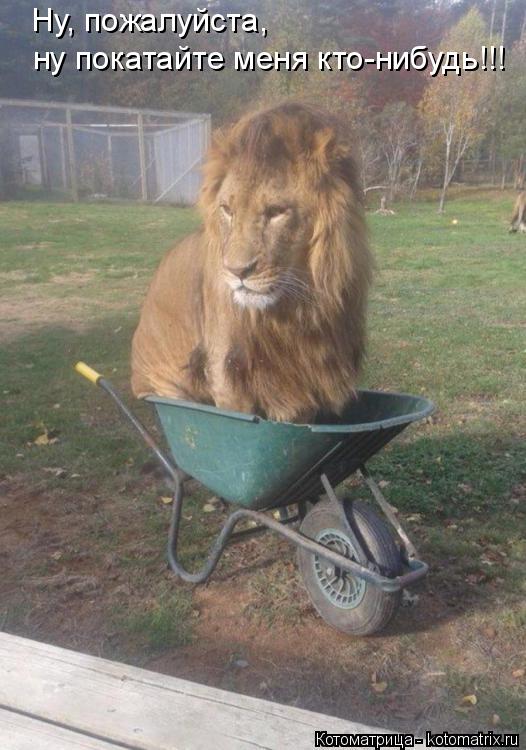 Котоматрица: Ну, пожалуйста,  ну покатайте меня кто-нибудь!!!