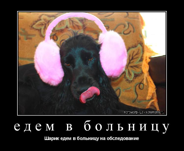 едем в больницу Шарик едем в больницу на обследование... Котоматрица: едем в больницу Шарик едем в больницу на обследование