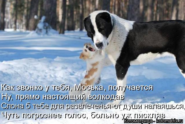 Котоматрица: Как звонко у тебя, Моська, получается Ну, прямо настоящий волкодав Слона б тебе для развлеченья-от души налаяшься, Чуть погрознее голос, бол