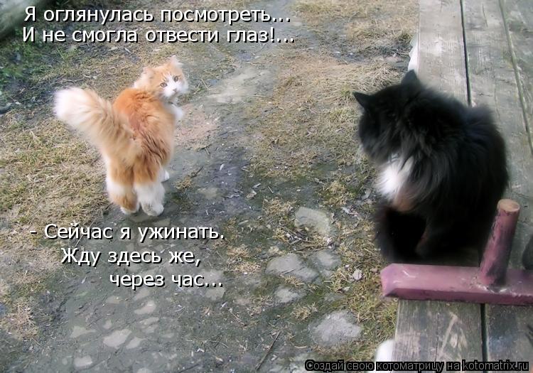 Котоматрица: Я оглянулась посмотреть... И не смогла отвести глаз!... - Сейчас я ужинать.  Жду здесь же,  через час...