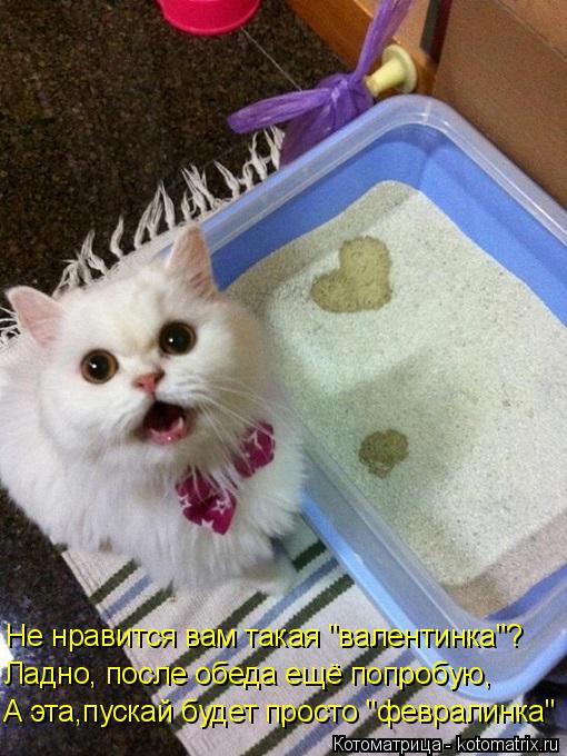 Не нравится вам такая "валентинка"? Ладно, после обеда ещё попробую, А эта,пускай будет просто "февра... Котоматрица: Не нравится вам такая "валентинка"? Ладно, после обеда ещё попробую, А эта,пускай будет просто "февралинка"