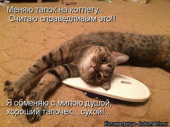 Котоматрица: Меняю тапок на котлету... Считаю справедливым это!! Я обменяю с милою душой, хороший тапочек,...сухой!...