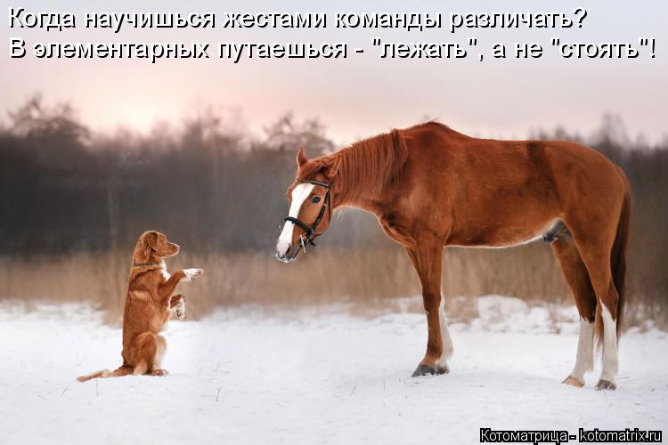 Когда научишься жестами команды различать? В элементарных путаешься - "лежать", а не "стоять"!... Котоматрица: Когда научишься жестами команды различать? В элементарных путаешься - "лежать", а не "стоять"!