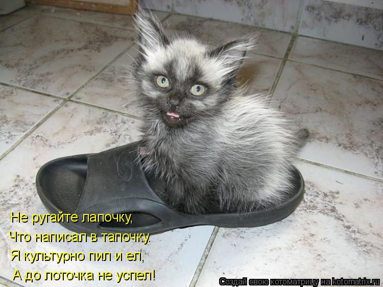 Котоматрица: Не ругайте лапочку, Что написал в тапочку. Я культурно пил и ел, А до лоточка не успел!