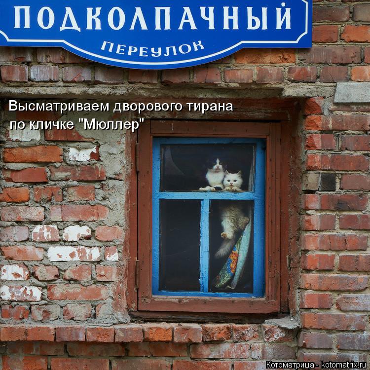 Высматриваем дворового тирана по кличке "Мюллер"... Котоматрица: Высматриваем дворового тирана по кличке "Мюллер"