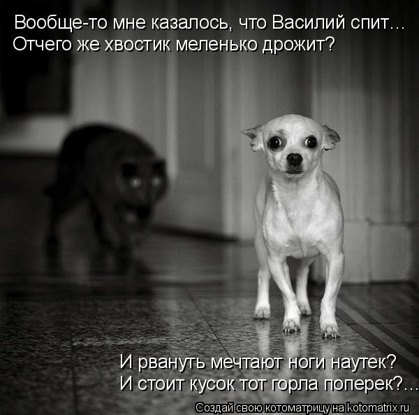 Котоматрица: Вообще-то мне казалось, что Василий спит… Отчего же хвостик меленько дрожит? И стоит кусок тот горла поперек?… И рвануть мечтают ноги науте