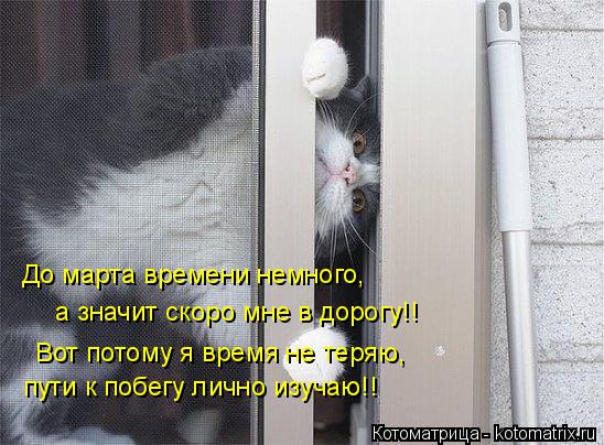 Котоматрица: До марта времени немного,  а значит скоро мне в дорогу!! Вот потому я время не теряю, пути к побегу лично изучаю!!