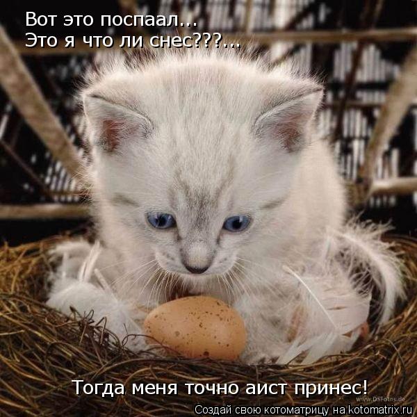 Котоматрица: Вот это поспаал... Это я что ли снес???... Тогда меня точно аист принес!