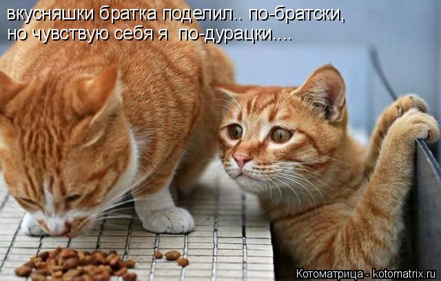 вкусняшки братка поделил.. по-братски, но чувствую себя я по-дурацки....... Котоматрица: вкусняшки братка поделил.. по-братски, но чувствую себя я по-дурацки....
