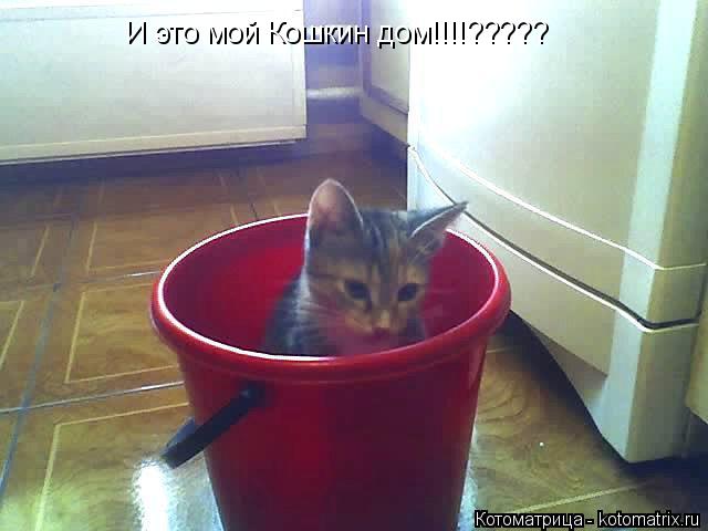 Котоматрица: И это ваш ,то есть мой Кошкин дом???!!!!! И это мой Кошкин дом!!!!?????