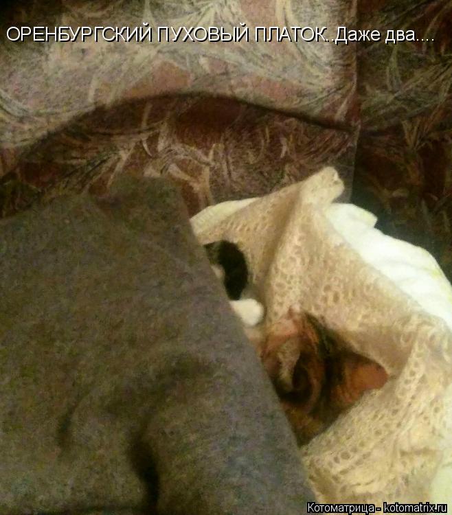 Котоматрица: ОРЕНБУРГСКИЙ ПУХОВЫЙ ПЛАТОК..Даже два....