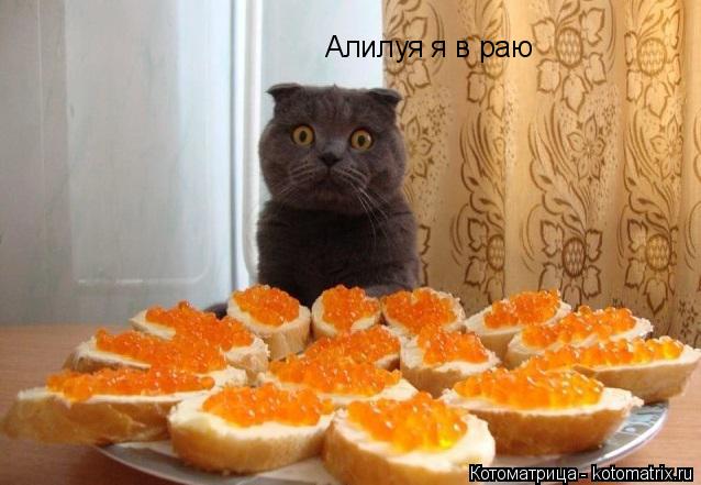 Котоматрица: Алилуя я в раю