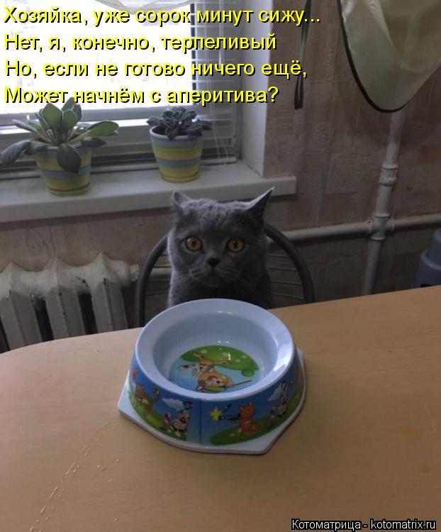 Котоматрица: Хозяйка, уже сорок минут сижу... Нет, я, конечно, терпеливый Но, если не готово ничего ещё, Может начнём с аперитива?