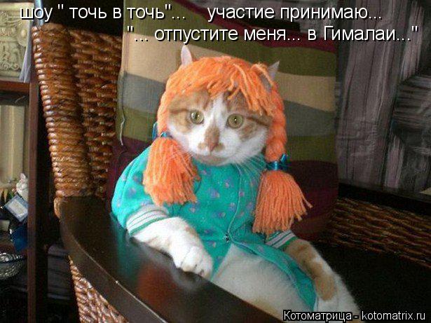 Котоматрица: шоу " точь в точь"...    участие принимаю...  "... отпустите меня... в Гималаи..."